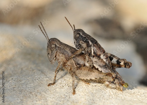 Common Maquis Grasshopper (Pezotettix giornae) is a species of 'short-horned grasshoppers' belonging to the family Acrididae subfamily Catantopinae