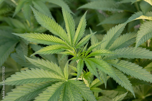 Fototapeta Naklejka Na Ścianę i Meble -  Medical Cannabis crop almost ready for harvesting
