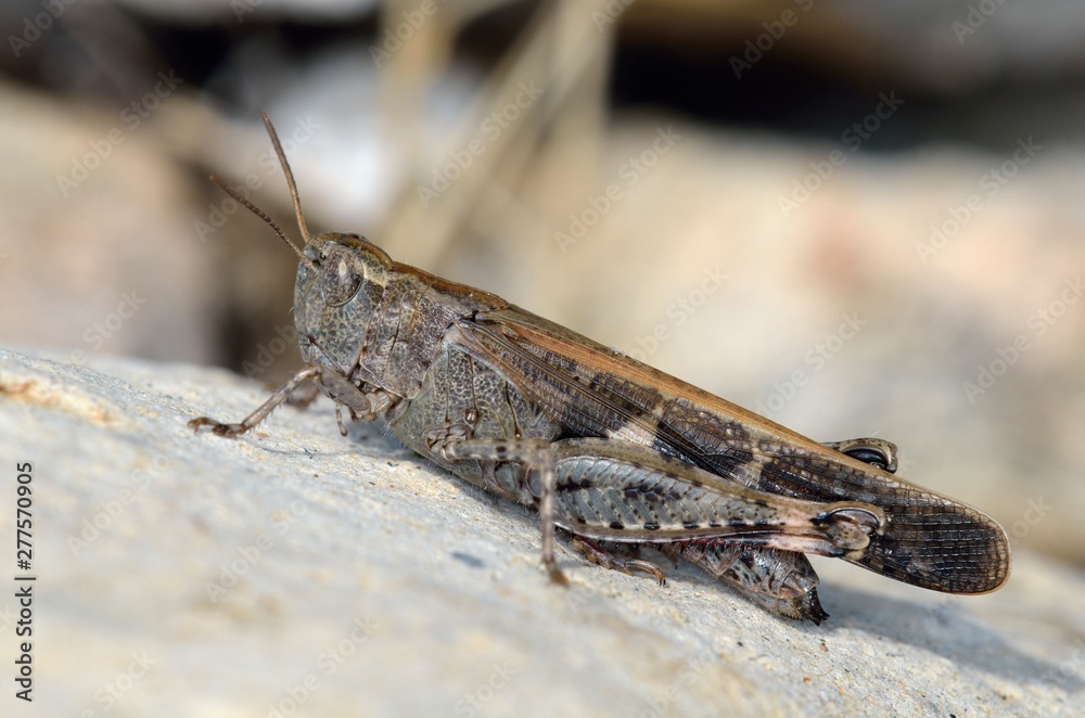 Aiolopus strepens (Broad Green-winged Grasshopper) is a species of grasshopper belonging to the family Acrididae, subfamily Oedipodinae, Crete Aiolopus strepens (Broad Green-winged Grasshopper) is a species of grasshopper belonging to the family Acrididae, subfamily Oedipodinae, Crete