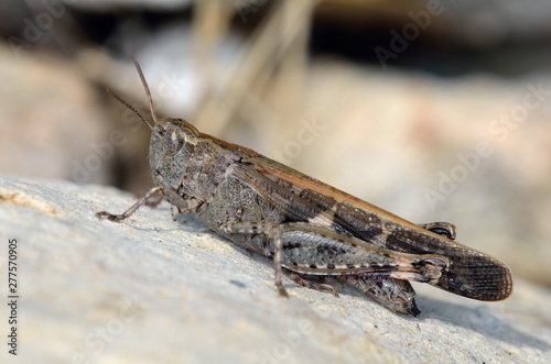 Aiolopus strepens (Broad Green-winged Grasshopper)  is a species of grasshopper belonging to the family Acrididae, subfamily Oedipodinae, Crete © ASakoulis