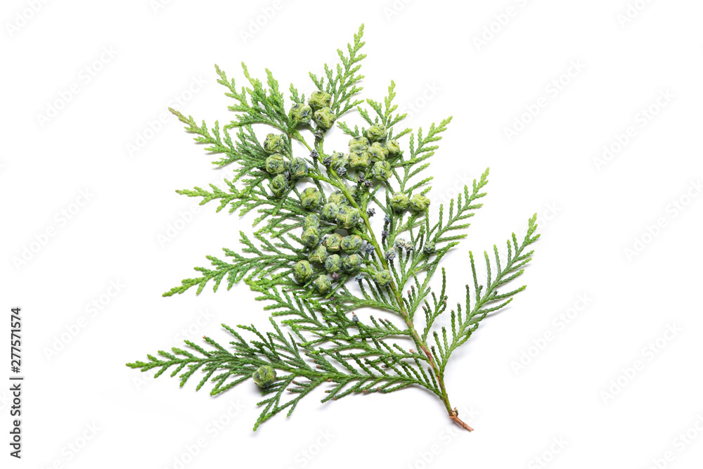 Cypress twig with growing cones isolated on white background Cypress twig with growing cones isolated on white background