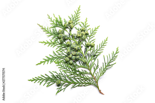 Cypress twig with growing cones isolated on white background