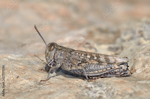Calliptamus is a genus of 'short-horned grasshopper' belonging to the family Acrididae, subfamily Calliptaminae, Crete