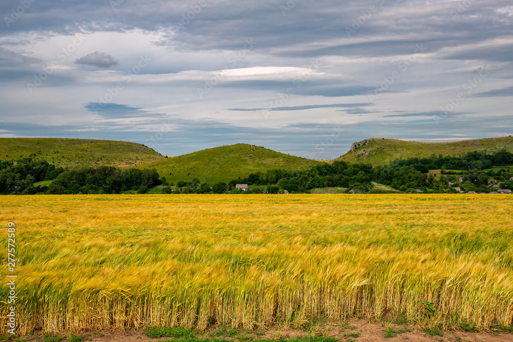 Beautiful wheat field in windy weather. Field against the sky. Ukrainian landscape. Ukraine