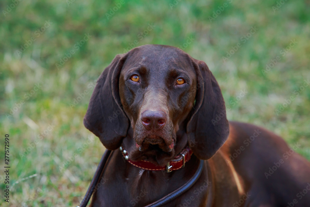 German Shorthaired Pointer