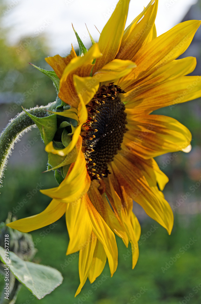 Sunflower in summer. Flowering plants Sunflower in summer. Flowering plants