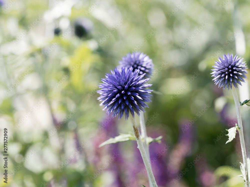 Echinops ritro - L'azurite ou oursin bleu à inflorescence sphérique bleu-violet Echinops ritro - L'azurite ou oursin bleu à inflorescence sphérique bleu-violet