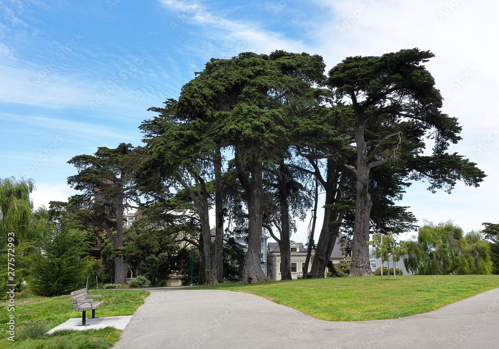 Beautiful old cypresses on Alamo Square park in San Francisco, California