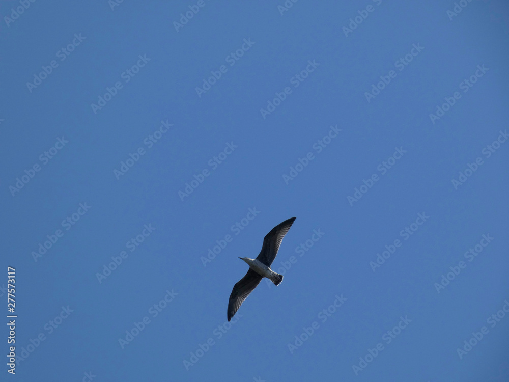 Gaviota volando bajo el cielo azul mediterráneo. Las gaviotas adultas tienen las plumas más claras que las gaviotas jóvenes