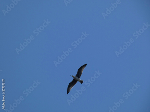 Gaviota volando bajo el cielo azul mediterráneo. Las gaviotas adultas tienen las plumas más claras que las gaviotas jóvenes