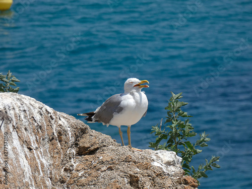 Gaviota con el fondo azul del mar mediterr  neo  gaviota en una roca de un acantilado