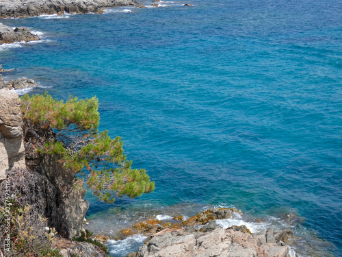 Cala de la Costa Brava catalana, azul del mar, aguas transparentes, cristalinas y frescas. Pinos que llegan al mar en sus acantilados. Costa abrupta.