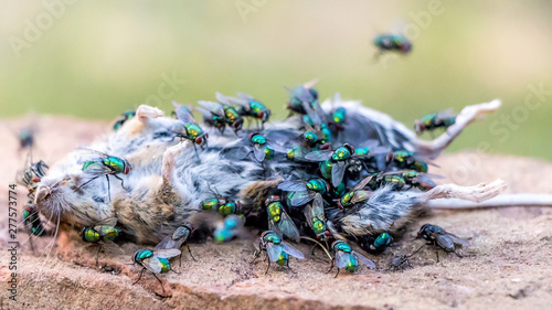 Fotografía Die Fliegen machen sich über die tote Maus im Garten her