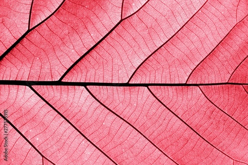 perfect red leaf patterns - closeup
