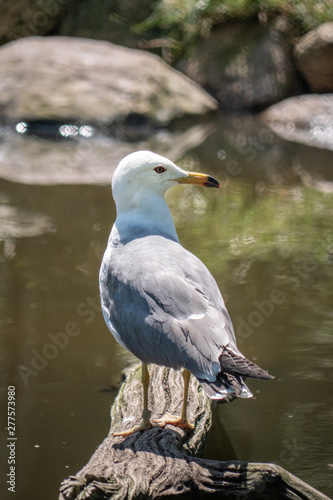 seagull on beach