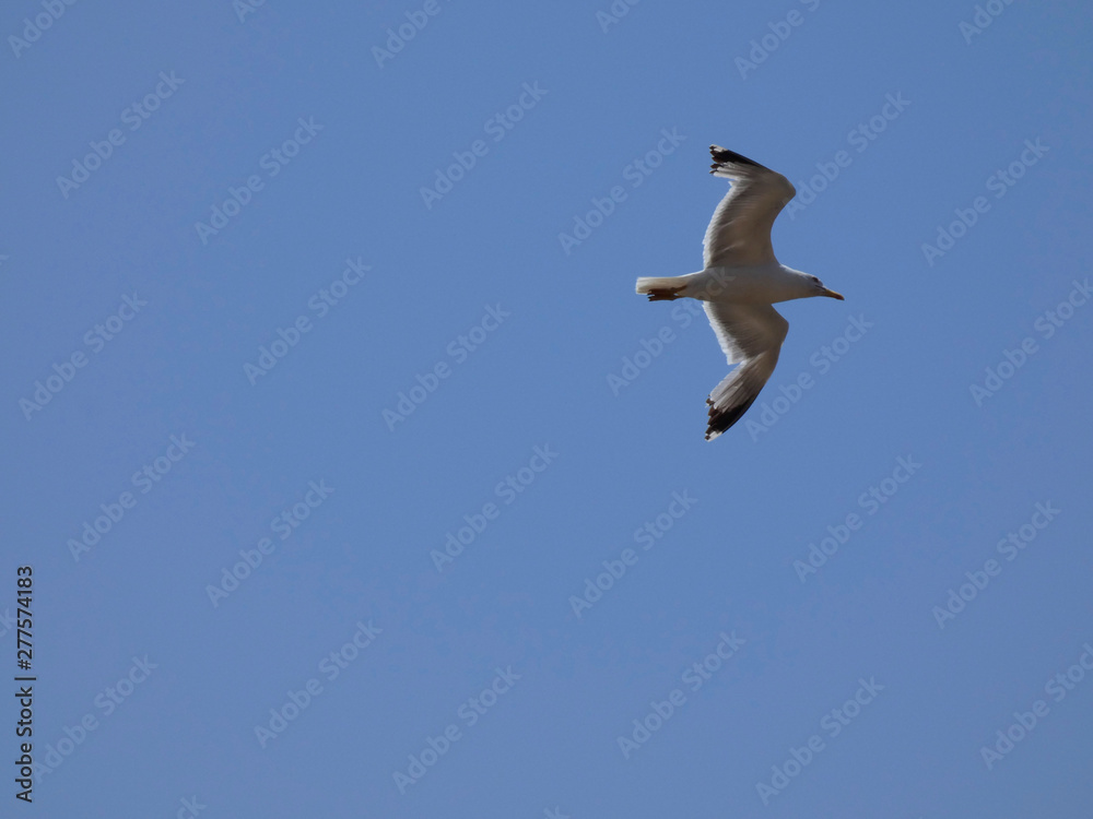 Obraz premium Gaviota volando por encima de los acantilados y el azul mar mediterráneo y por debajo del cielo azul