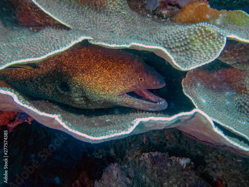 A Yellow-Edged Moray Eel (Gymnothorax flavimarginatus) photo