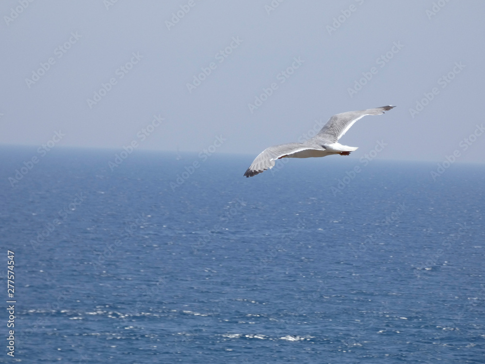 Gaviota volando bajo el cielo azul del mediterráneo; las gaviotas saben utilizar muy bien las corrientes de aire y las corrientes térmicas.