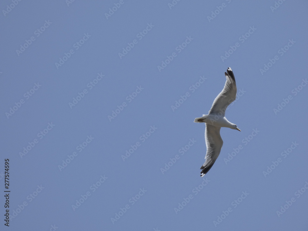 Gaviota volando bajo el cielo azul del mediterráneo; las gaviotas saben utilizar muy bien las corrientes de aire y las corrientes térmicas. Gaviota volando bajo el cielo azul del mediterráneo; las gaviotas saben utilizar muy bien las corrientes de aire y las corrientes térmicas.