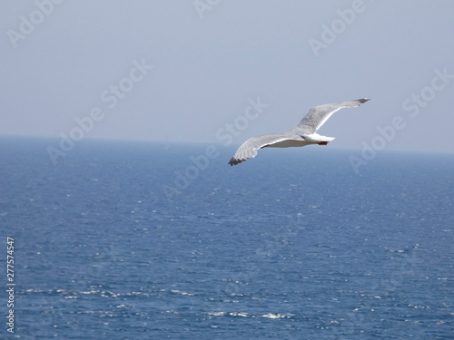 Gaviota volando bajo el cielo azul del mediterráneo; las gaviotas saben utilizar muy bien las corrientes de aire y las corrientes térmicas.