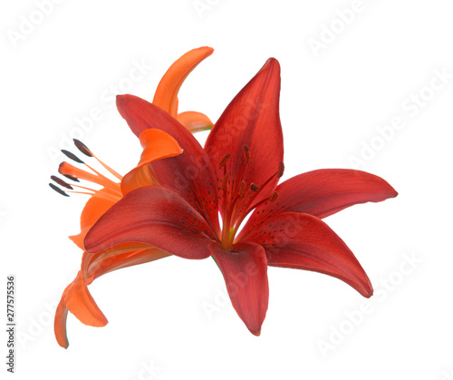  lily flowers