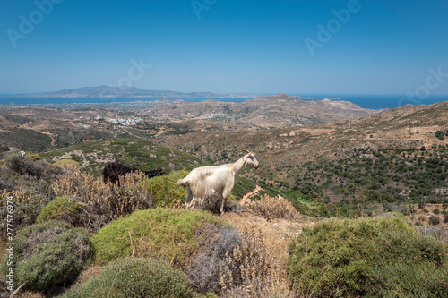 Ziegen in Griechenland Naxos © scaleworker