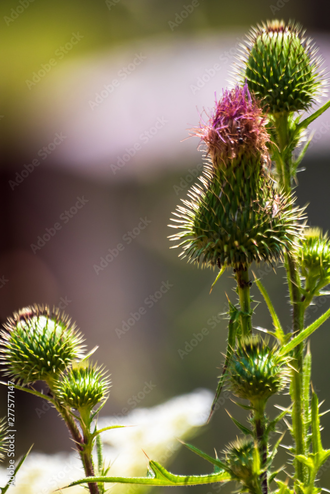 Burdock flowers (Arctium lappa) on a meadow Burdock flowers (Arctium lappa) on a meadow
