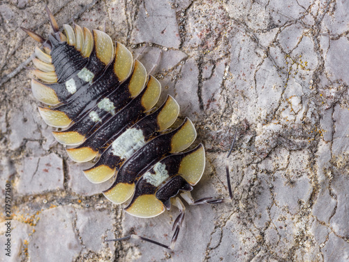 Porcellio expansus, endemic animal of Spain.