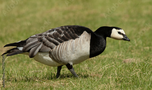 Barnacle goose © John Sandoy