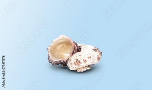 Seashell from the sea on a blue, pastel background. The concept of holidays and the import of souvenirs from the sea. Returning home from vacation. Sea shells isolated.