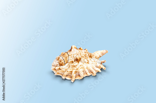 Seashell from the sea on a blue, pastel background. The concept of holidays and the import of souvenirs from the sea. Returning home from vacation. Sea shells isolated.