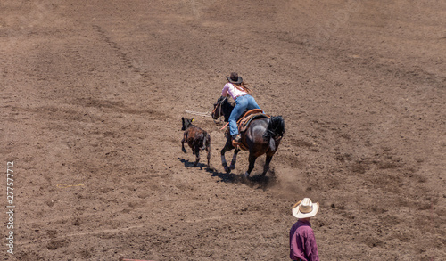 Break Away Roping A cowgirl rides a dark horse chasing a calf. She has just lassoing the calf with a white lasso. She is wearing a black hat and has blond hair hanging down her back. 1 cowboy watches.