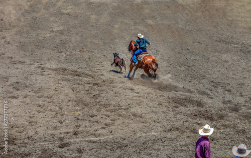 Break Away Roping, a cowgirl rides a roan horse chasing a calf. She has just lassoed the calf with a blue lasso. She is wearing a while hat and has black hair hanging down her back. 2 cowboys watch.