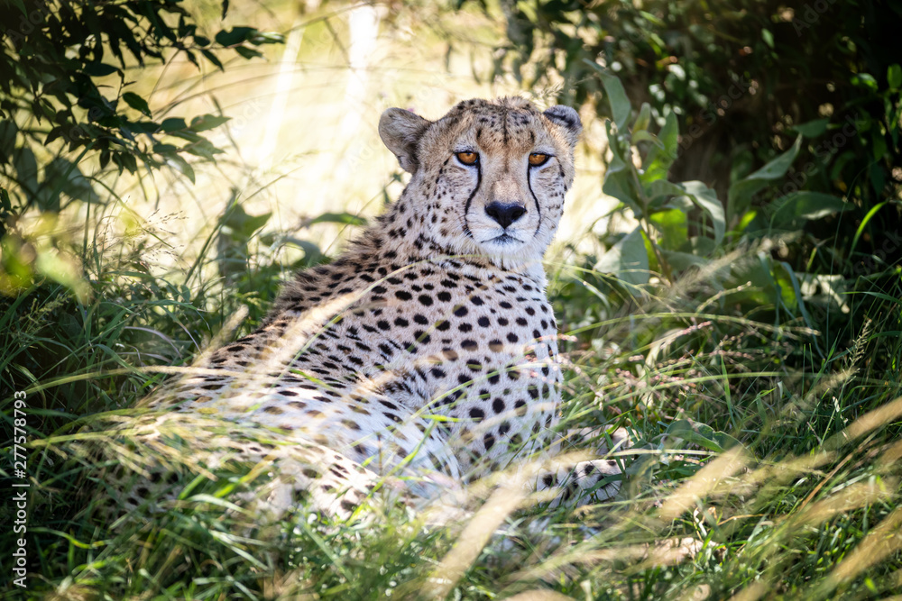 Adult cheetah takes shade in the Masai Mara Adult cheetah takes shade in the Masai Mara