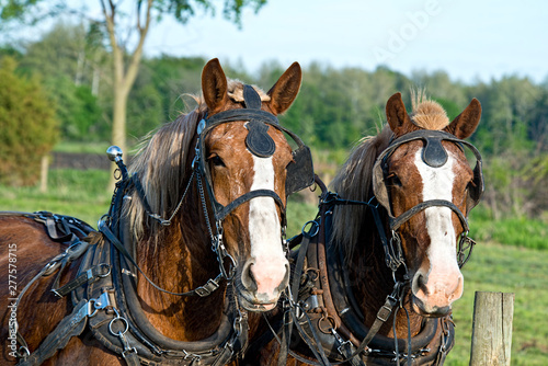 Work Horses in Harness