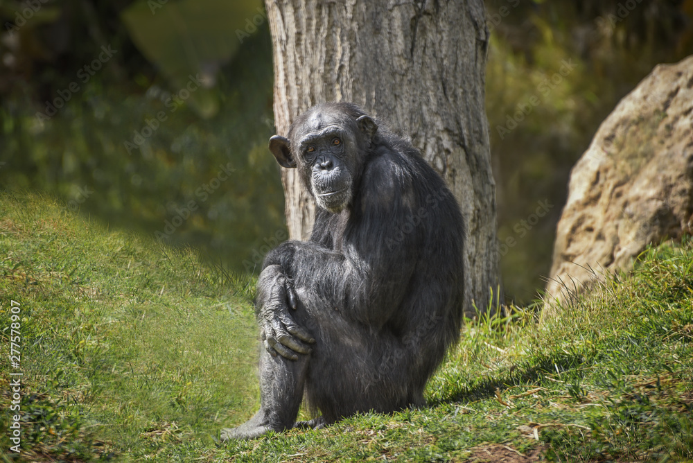 Chimpanzee, Pan troglodytes, common chimpanzee, robust chimpanzee, chimp with coarse black hair, bare face under the tree on the green grass