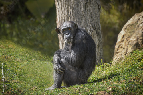 Chimpanzee, Pan troglodytes, common chimpanzee, robust chimpanzee, chimp with coarse black hair, bare face under the tree on the green grass © Natalia