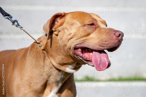 golden pitbull dog. Pit bull. © Fabio