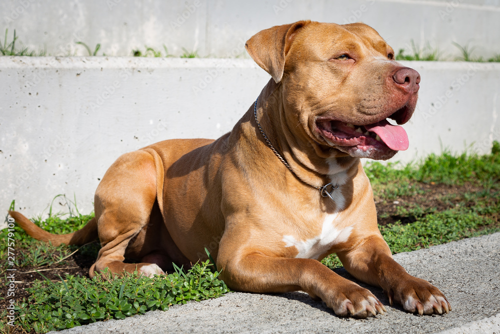 Golden Pitbull lying on the grass