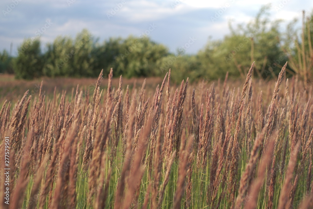 Fototapeta premium young seed grass close up