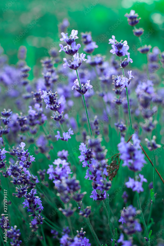 Lavender flower bushes closeup on field