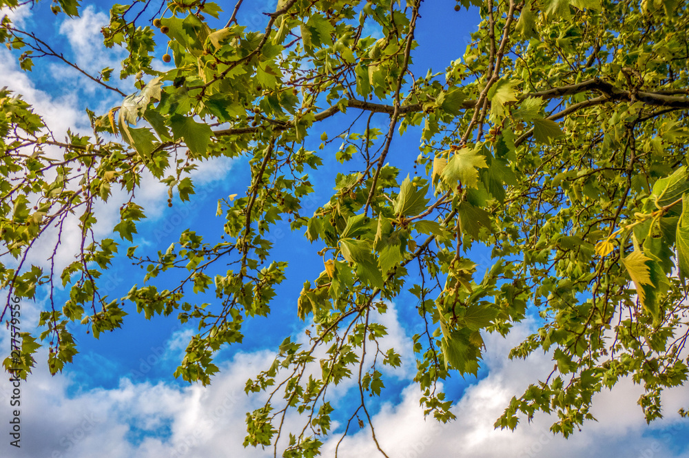 Fototapeta premium Maple branches with young leaves and flowers on a background of blue sky in spring, SPAIN