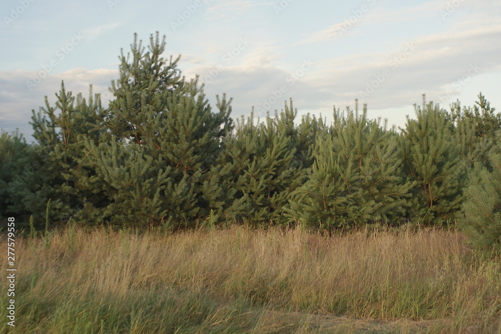 seed grass and pine trees