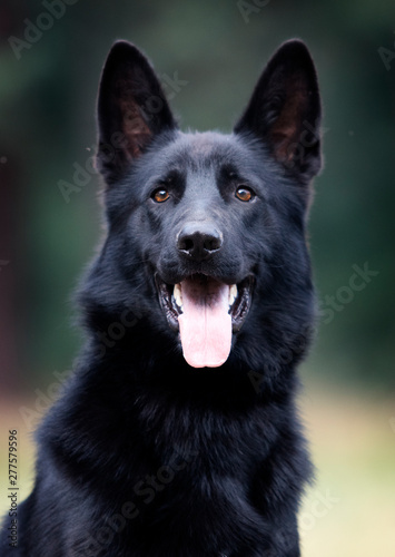 portrait dog black german