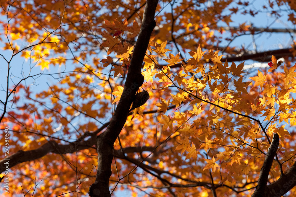 Fototapeta premium 紅葉