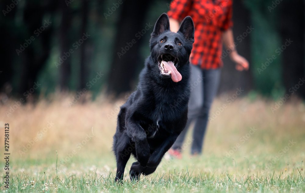 dog black german shepherd jumping on the grass dog black german shepherd jumping on the grass
