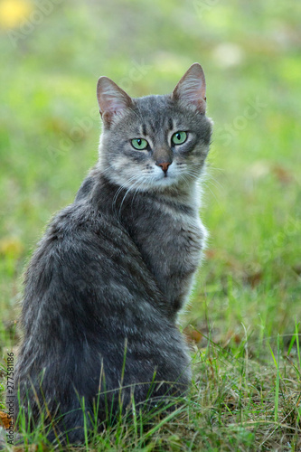 Gray cat sit on the grass