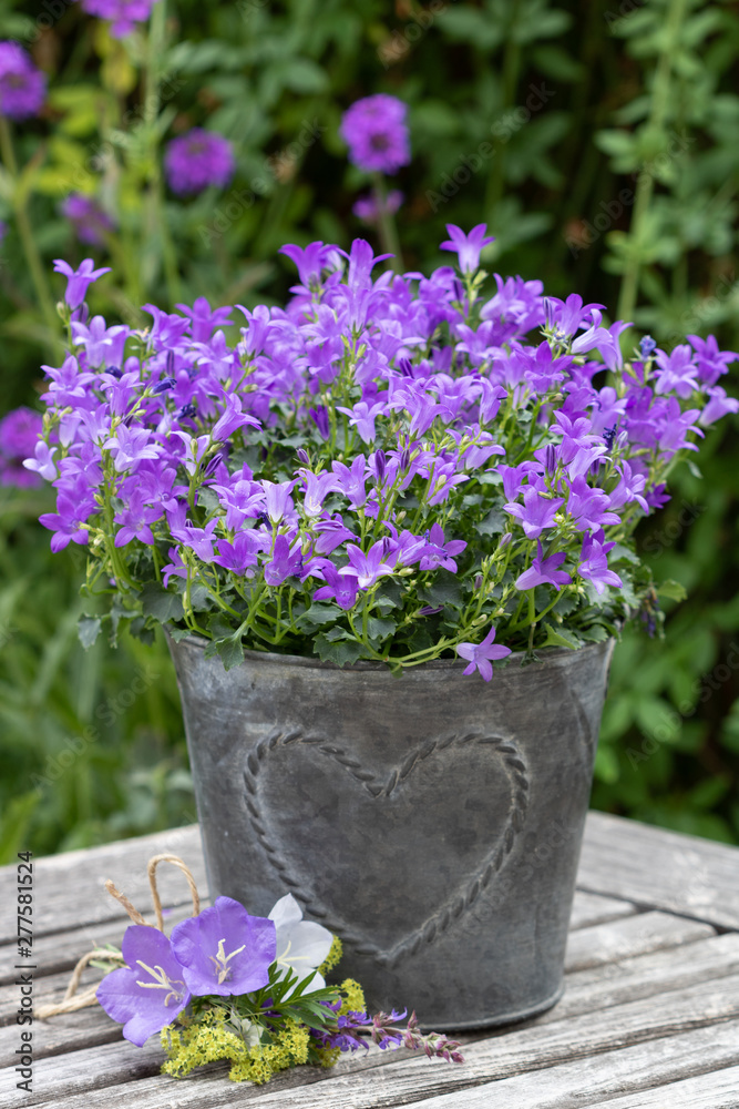 Glockenblume in Lila im Topf mit Herzmotiv