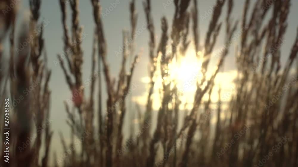 the wind waves the grass in the sunlight the wind waves the grass in the sunlight
