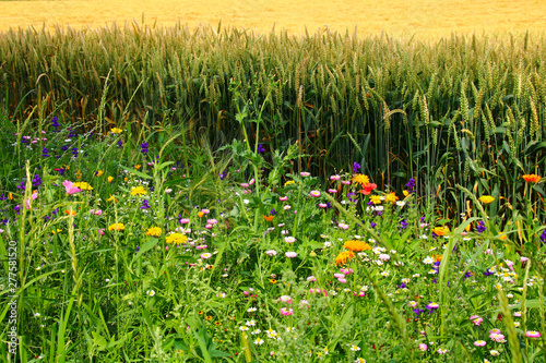 wildblumen am feldrand photo